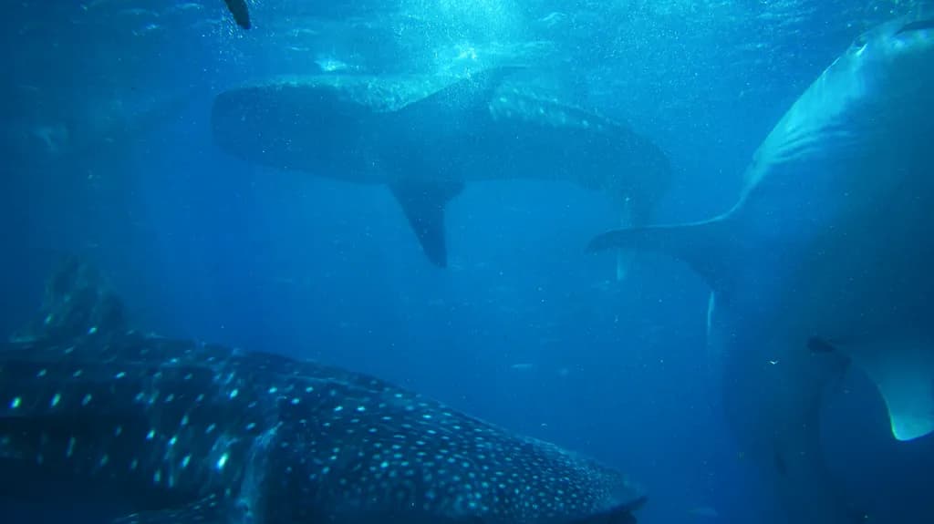 Blue Ocean