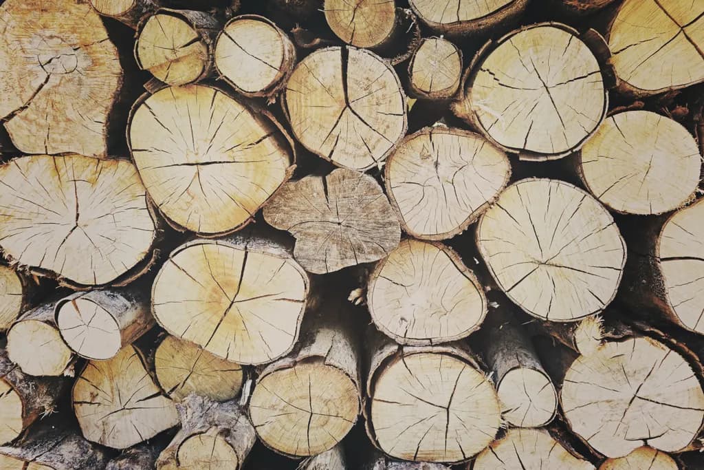Whispers of the Woods: A Journey Through Time in Timber