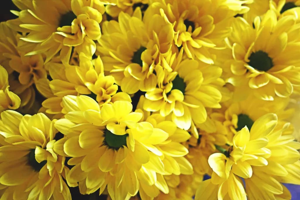 Golden Blooms: A Vibrant Celebration of Nature's Sunshine