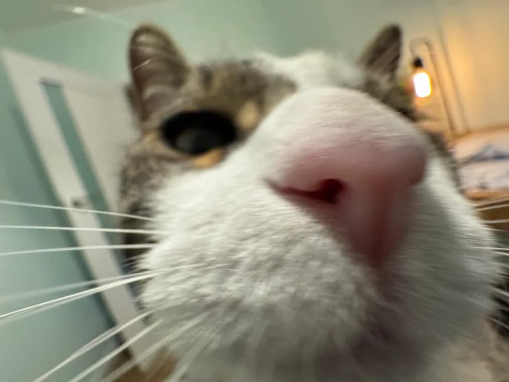 Whiskered Whimsy: A Close-Up Encounter with Feline Curiosity