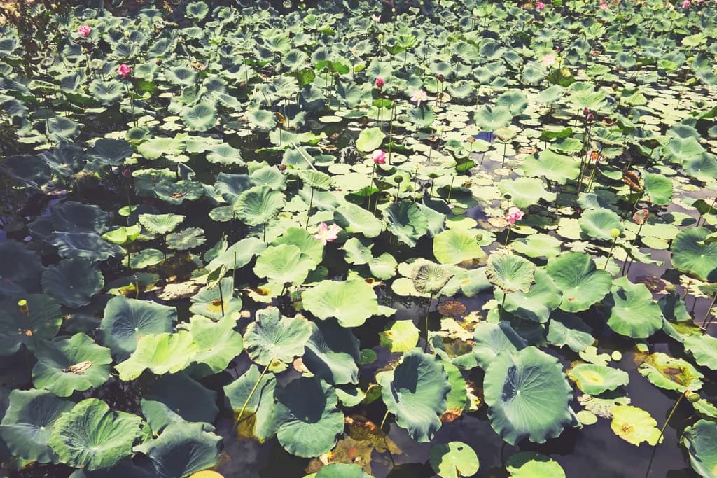 Serenity in Bloom: A Tranquil Lotus Pond Experience