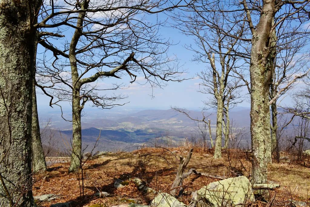 Whispers of Nature: A Serene Mountain View Framed by Leafless Trees