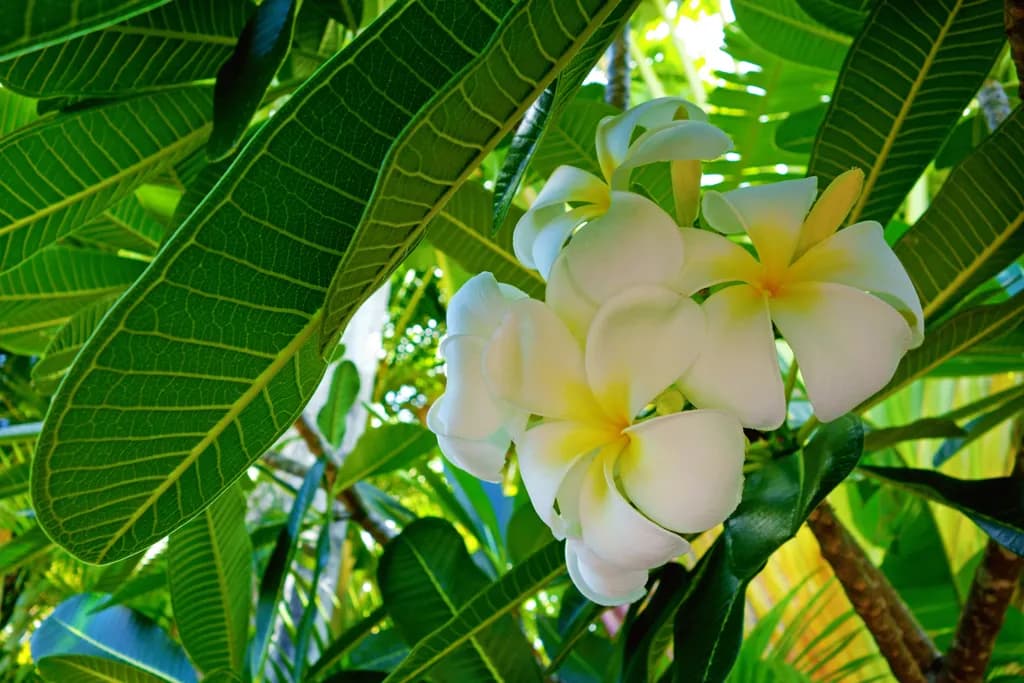 Serenity in Bloom: A Tropical Plumeria Embrace Amidst Lush Greenery