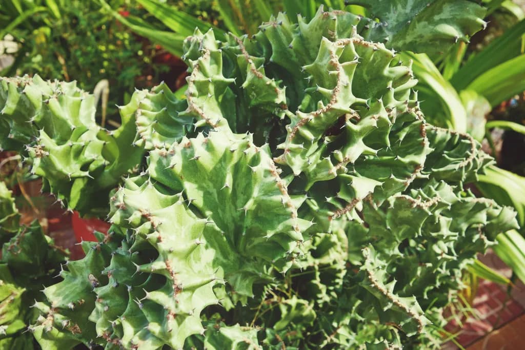 Lush Spikes: A Textured Exploration of Green Foliage in Nature's Design