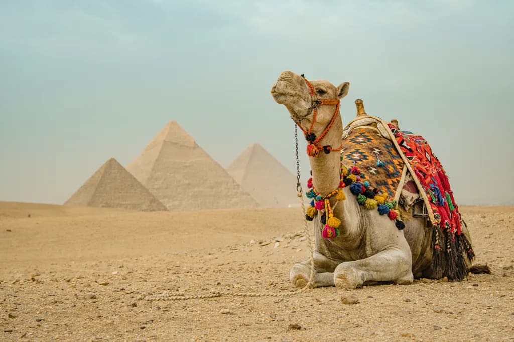 Desert Majesty: A Camel's Grace Against the Pyramids of Giza