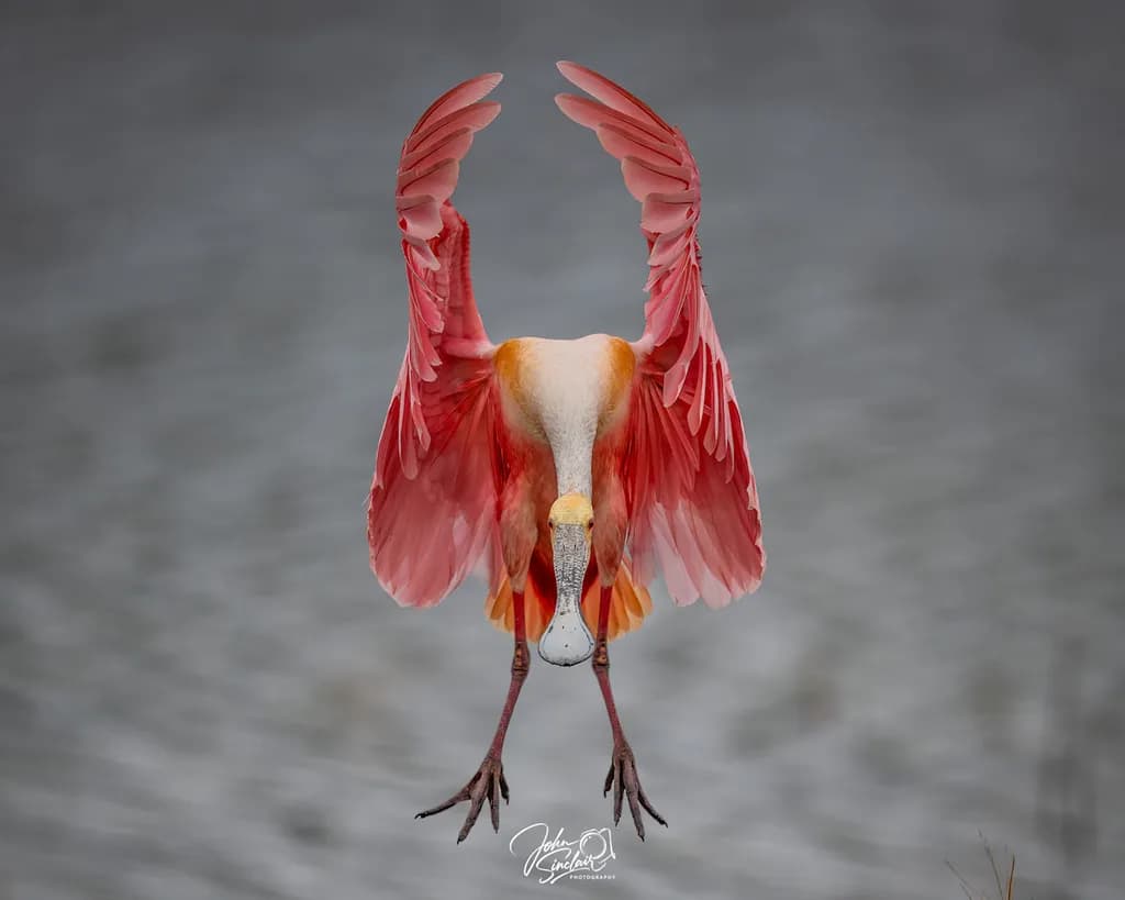 Graceful Flight of the Colorful Flamingo: A Serene Water Dance
