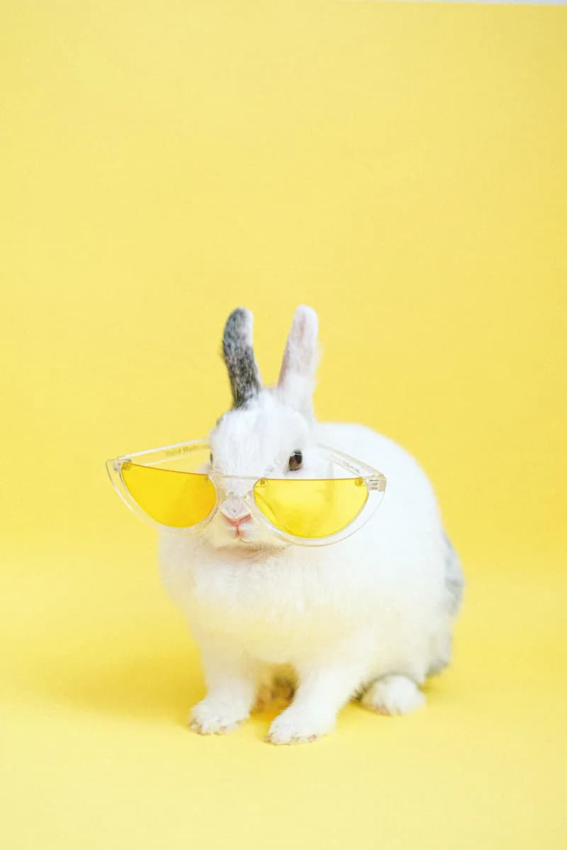 Chic Bunny in Yellow Shades: A Playful Portrait of Style and Whimsy