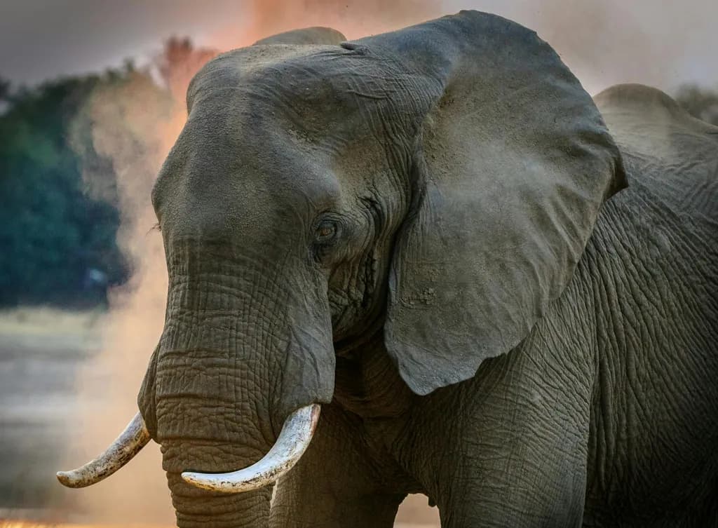 Majestic Guardian of the Savanna: An Elephant's Grace in Dust and Light