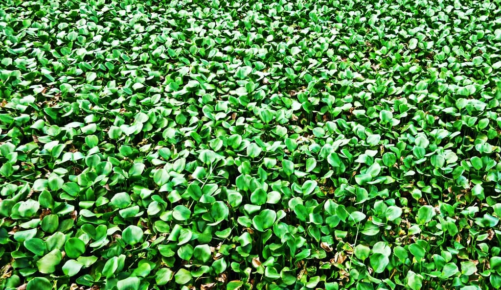 Lush Harmony: A Sea of Green Serenity in Nature's Embrace