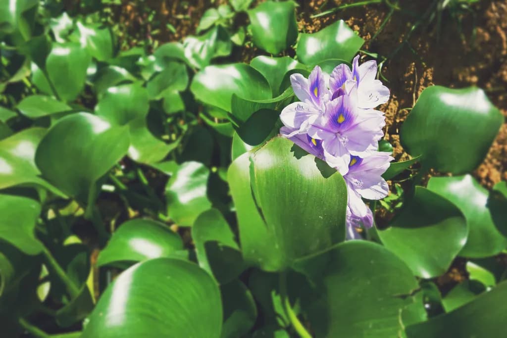 Whispers of Serenity: A Bloom Amidst Lush Greenery