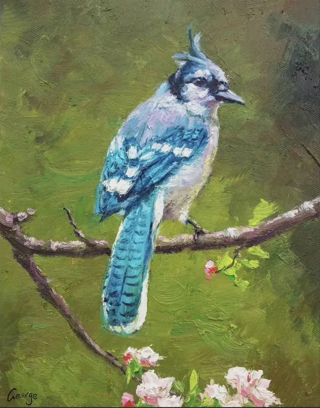 Blue Jay Perch