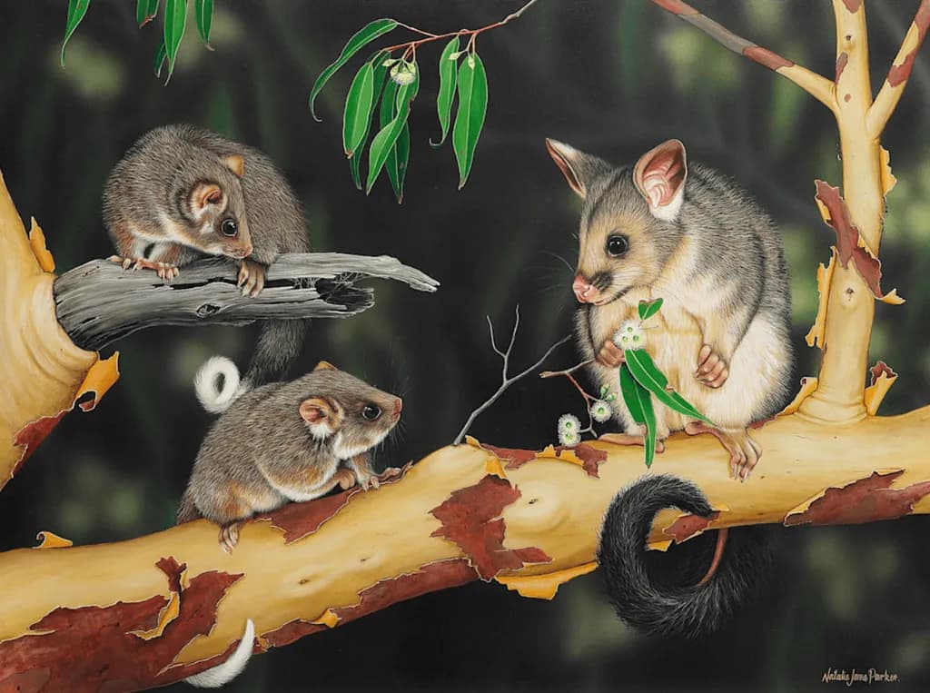 Curious Possums Conversation