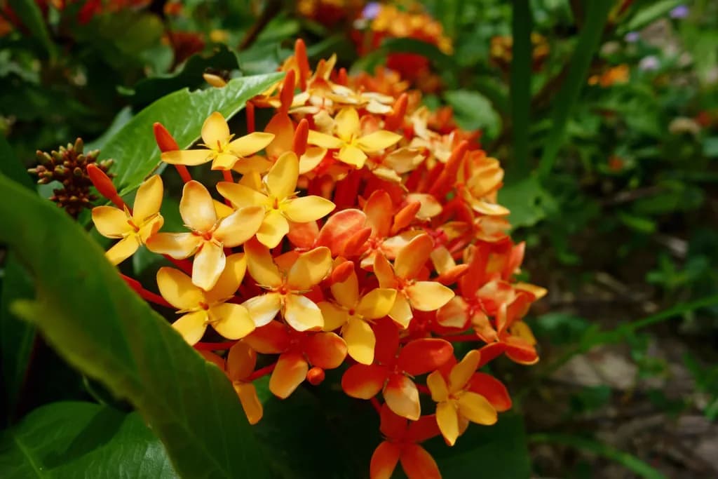 Vibrant Harmony: A Celebration of Nature's Orange and Yellow Blossoms