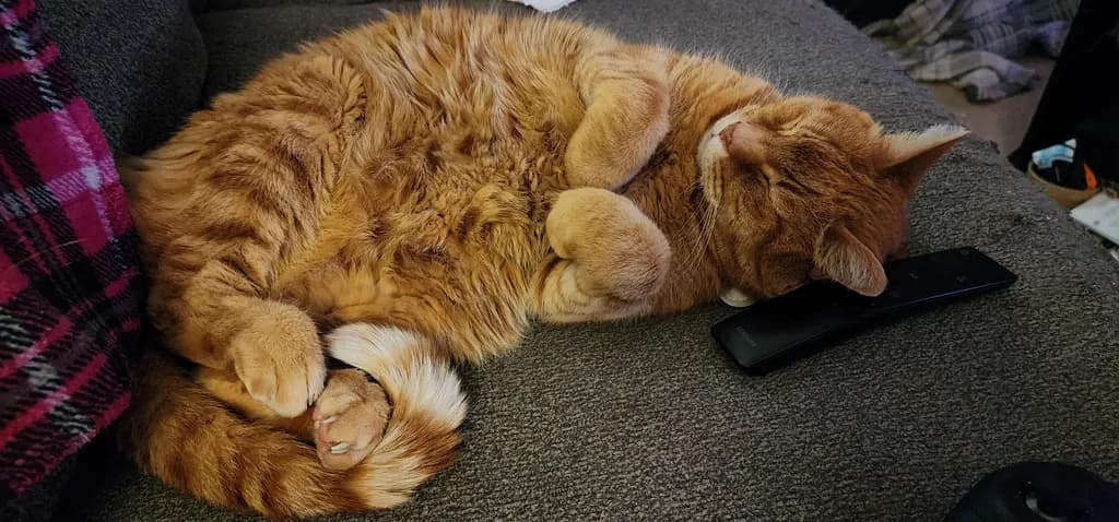 Whiskered Serenity: A Cozy Moment of Feline Tranquility