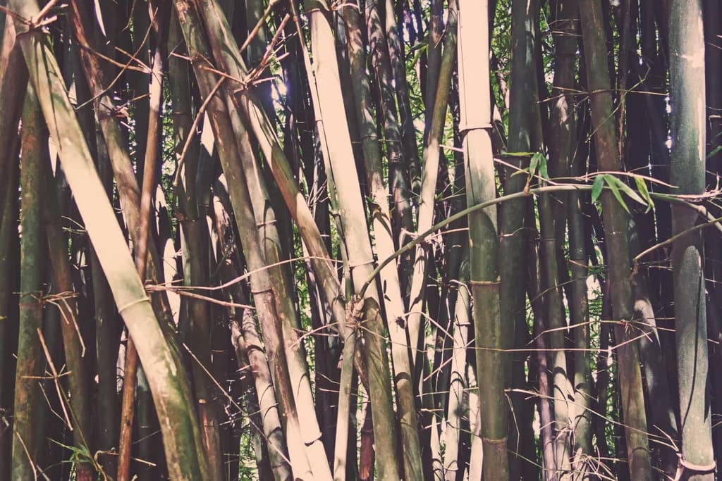 Whispers of Resilience: A Bamboo Grove's Silent Strength