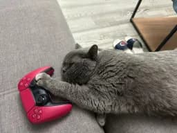 Cozy Gamer Cat