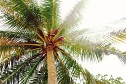 Jovana Stg profile picture